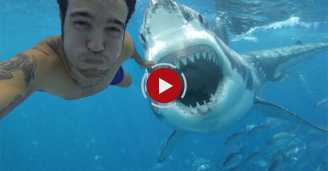 Shark Attack Caught On Video