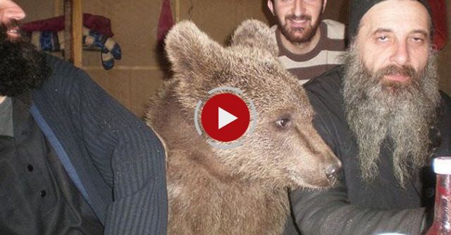 Bear Encounters - An Ordinary Day In Russia