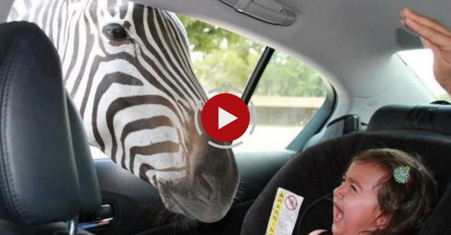 When Zebras Attack