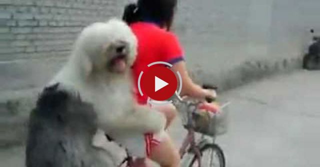 Old English Sheepdog On Bicycle