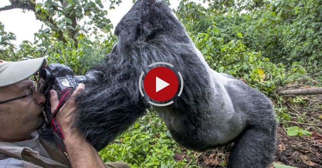 When A Silverback Gorilla Attacks