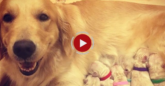 20 Great Photos Of Puppies With Their Mother Immediately After Birth