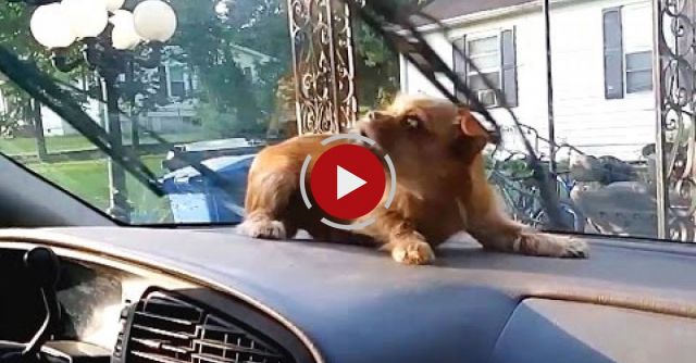 These Dogs Have Discovered The Windshield Wipers. Their Reactions Are HILARIOUS.