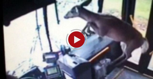 Astonishing Moment: Deer Crashes Through Bus