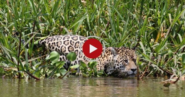 Jaguar Diving Into River To Catch A Caiman