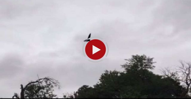 Real Pterosaur Spotted Over Idaho, USA?