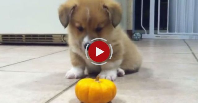 Corgi Puppy Can't Deal With Mini Pumpkin