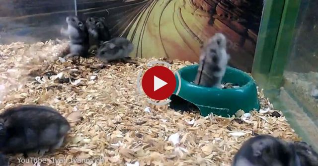 I Think This Hamster Is Broken 