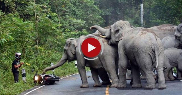 Elephant Herd Attacks Motorbike