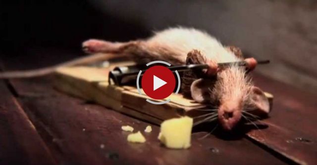 A Mouse Was Caught In A Mousetrap, Then Suddenly Does The Unthinkable