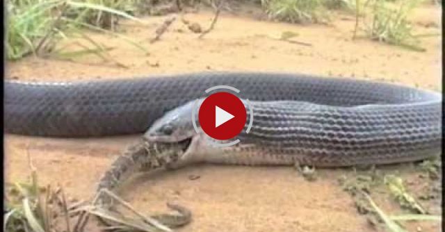 Crazy Footage Of A Snake Eating Another Snake
