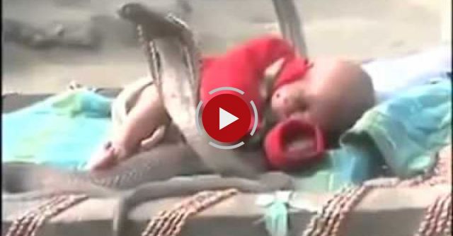 Crazy Video Of Four Cobras Surrounding A Small Baby