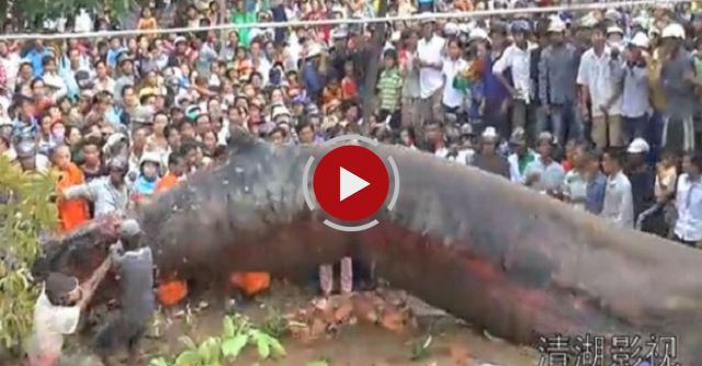 GIANT SEA MONSTER FOUND DEAD IN KHMER KROM CAMBODIA? 