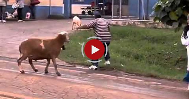 Goat Terrorizes People On The Street 