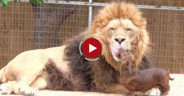 Cute Animal Friends: Lion And Dog Kiss
