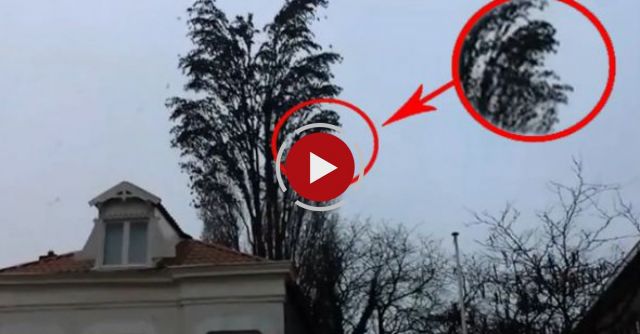 This Looks Like A Normal Tree But You Will Be Amazed To See What Comes Out Of It