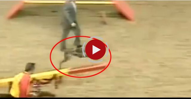 The Fastest Dog In The Universe!