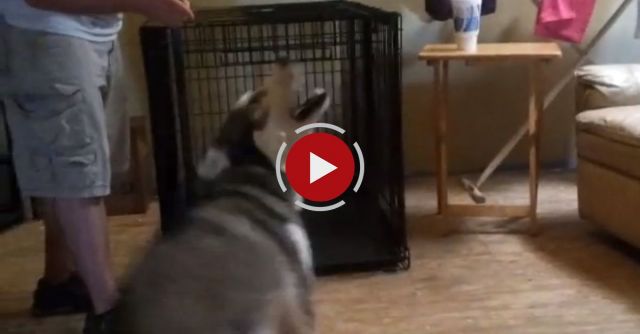 DRAMATIC DOGGIE DEATH!