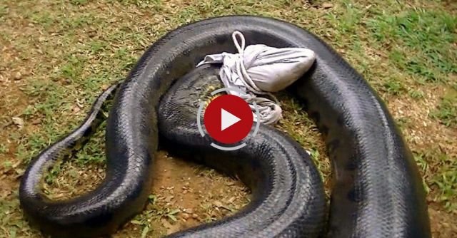 Gigantic Anaconda Found Dead. What Was Seen In Its Stomach Will Definitely Shock You!