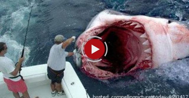 Top 15 Deadliest Animals. Number 1 Will SHOCK You!