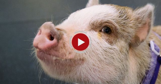 Pig Is 'Top Dog' In Canine Agility Class