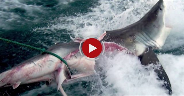 Monster Shark Bites Great White In Half