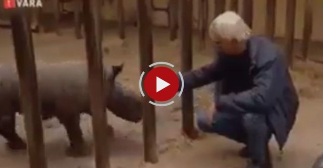 Baby Rhino Cage Fail