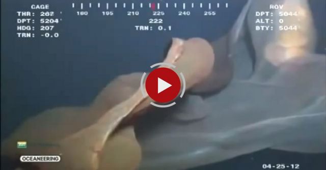 Massive Unidentified Sea Monster Caught On Video Off Oil-Rig