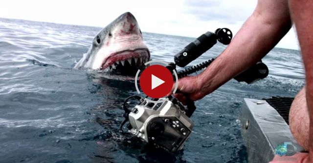 A Great White Explores With Her Mouth