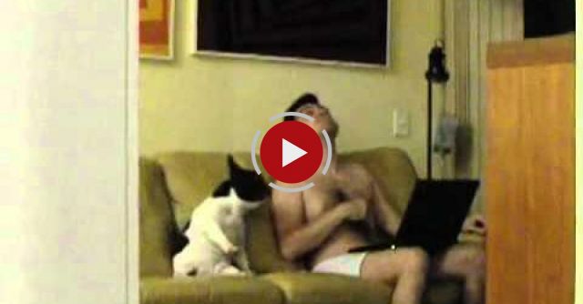 Dog Dancing Hip-hop On The Couch 