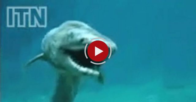 Prehistoric Shark Captured On Film