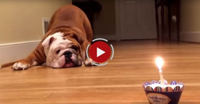 Desi's Not So Sure About His Birthday Pup Cake