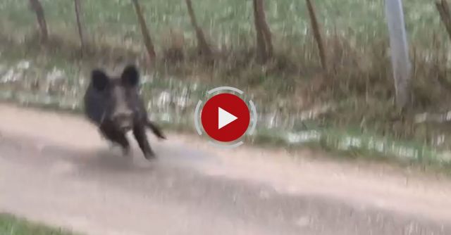 Wild Boar Attacks Cameraman 