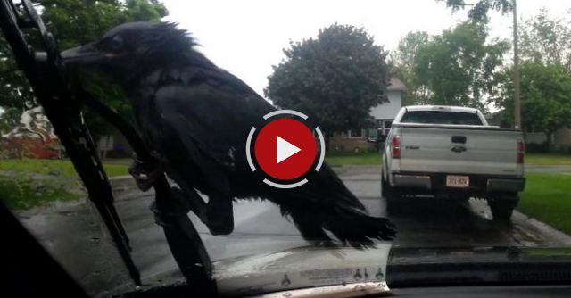 Crow Riding Windshield Wipers