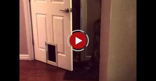 Cat Opens Door