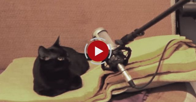 Luna, The Singing Cat And Her First Hit Single