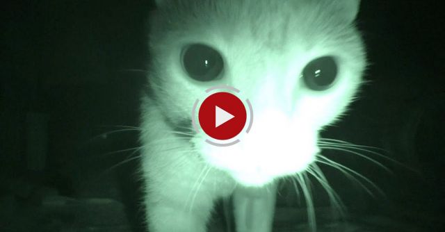 Purranormal Cativity