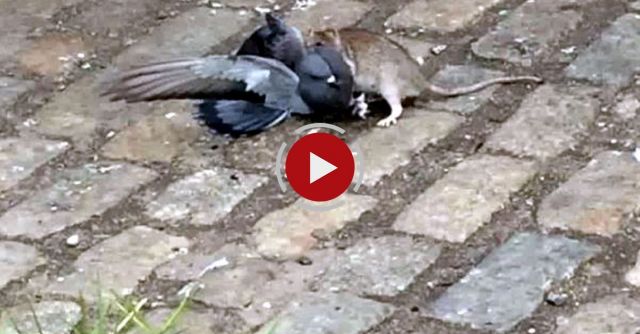 Rat Vs. Pigeon In Williamsburg, NY