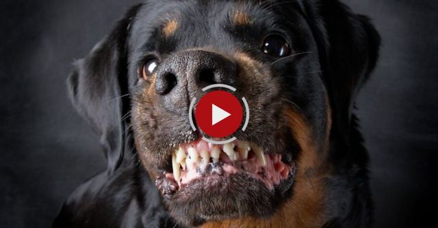 Top 10 Dangerous Dogs