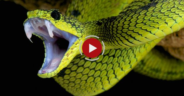 Diary Of A Snakebite Death