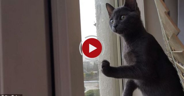 Kitten Sees Snow For The First Time