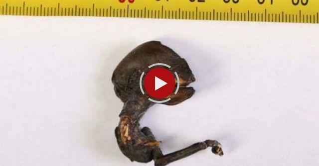 Could This Be An Alien?