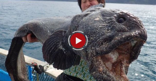 Meeting The Incredible Wolf Eel