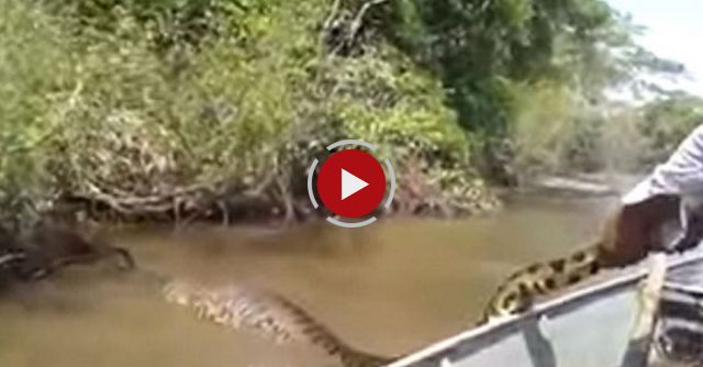 Man Grabs Giant Snake From The Water
