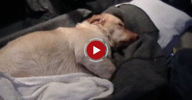 Dog Treated In Ambulance For Hypothermia