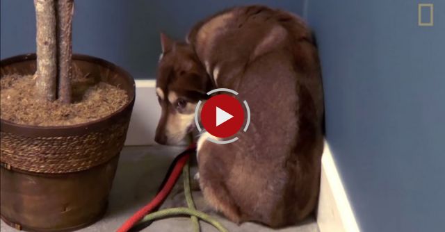 Inside A Dog Rehab Center