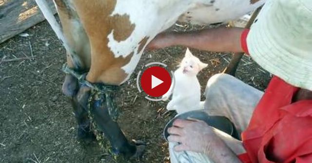 Cat Loves Fresh Milk From Cow