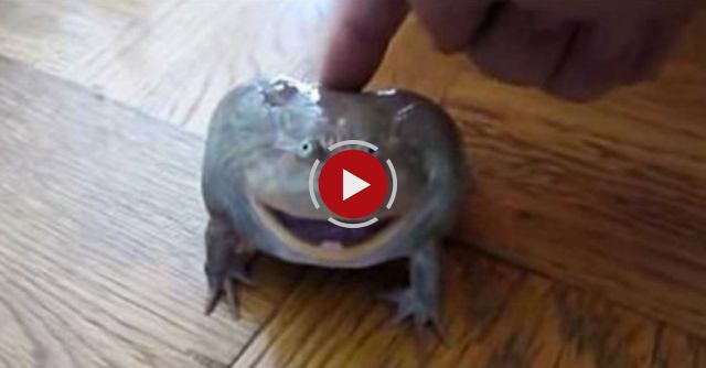 Screaming Frog