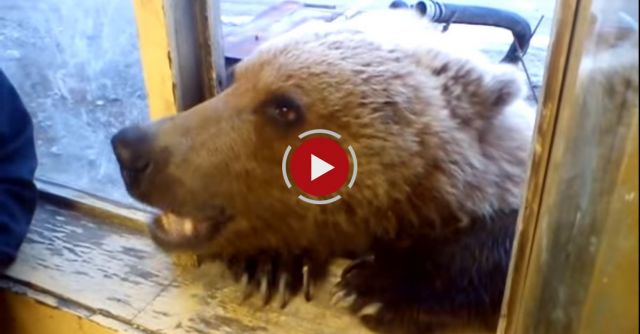 Bear Gets Fed In Russia