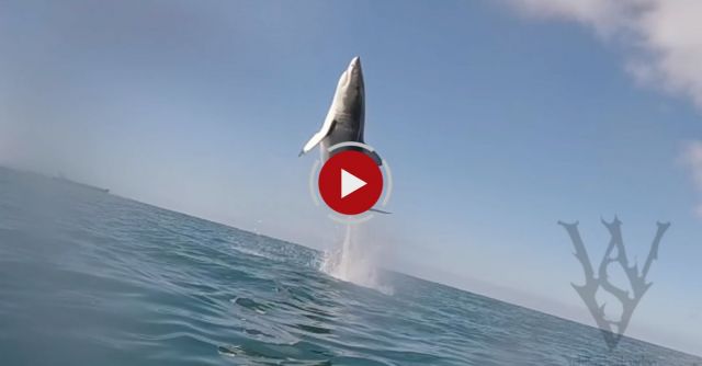 Great White Shark Is A Rocket